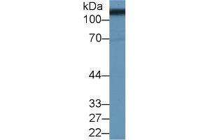 Detection of SLC3A2 in Porcine Kidney lysate using Polyclonal Antibody to Solute Carrier Family 3, Member 2 (SLC3A2) (SLC3A2 anticorps  (AA 213-349))