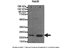 Human, Mouse (RAB38 anticorps  (N-Term))