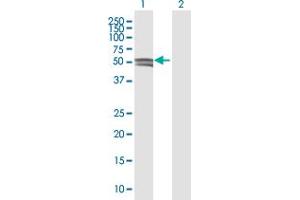 Western Blot analysis of GCNT1 expression in transfected 293T cell line by GCNT1 MaxPab polyclonal antibody.