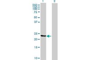 Western Blot analysis of TIA1 expression in transfected 293T cell line by TIA1 MaxPab polyclonal antibody. (TIA1 anticorps  (AA 1-214))