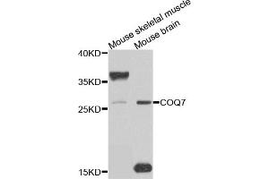 Western blot analysis of extracts of various cell lines, using COQ7 antibody (ABIN5975182) at 1/1000 dilution. (Coq7 anticorps)