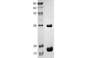 Validation with Western Blot