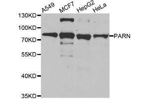 Western blot analysis of extracts of various cell lines, using PARN antibody. (PARN anticorps)