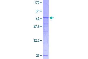 Image no. 1 for Chitinase 3-Like 2 (CHI3L2) (AA 1-390) protein (GST tag) (ABIN1349323)
