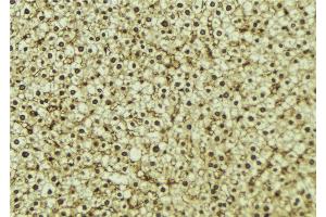 ABIN6273295 at 1/100 staining Mouse liver tissue by IHC-P.