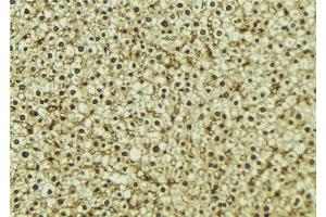 ABIN6273295 at 1/100 staining Mouse liver tissue by IHC-P. (PHF17 anticorps  (C-Term))