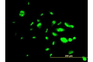 Immunofluorescence of monoclonal antibody to FOXA1 on HepG2 cell.
