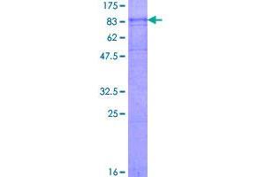 Image no. 1 for Cholinergic Receptor, Nicotinic, alpha 3 (Neuronal) (CHRNA3) (AA 1-489) protein (GST tag) (ABIN1349398)