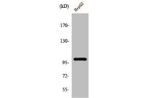 Western Blot analysis of K562 cells using GLK Polyclonal Antibody (MAP4K3 anticorps  (N-Term))