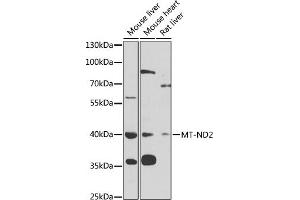 Western blot analysis of extracts of various cell lines, using MT-ND2 antibody (ABIN6135113, ABIN6144107, ABIN6144108 and ABIN6221773) at 1:1000 dilution. (MT-ND2 anticorps  (AA 50-150))
