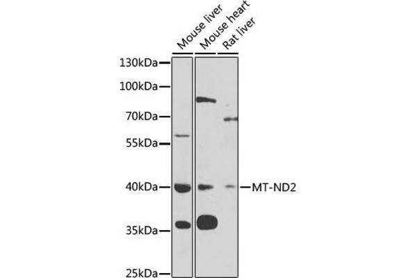 MT-ND2 antibody  (AA 50-150)