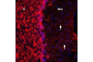 Expression of Connexin-43 in rat cerebellumImmunohistochemical staining of immersion-fixed, free floating rat brain frozen sections using Anti-Connexin-43 Antibody (ABIN7043198, ABIN7044079 and ABIN7044080), (1:300). (Gap Junction Protein, alpha 1, 43kDa (GJA1) Peptide)