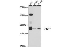 Western blot analysis of extracts of various cell lines, using T antibody (ABIN6132947, ABIN6148869, ABIN6148870 and ABIN6215683) at 1:3000 dilution.
