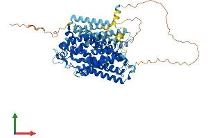 AlphaFold protein structure predicition of Human Recombinant SLC5A11 Protein, UniprotID Q8WWX8
