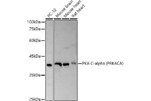Western blot analysis of extracts of various cell lines, using PKA C-alpha (PRKACA) antibody (ABIN6134415, ABIN6146182 and ABIN7101346) at 1:500 dilution.