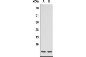 Western blot analysis of Apelin expression in HEK293T (A), HeLa (B) whole cell lysates. (Apelin anticorps  (C-Term))
