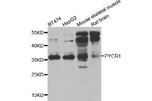 Western blot analysis of extracts of various cell lines, using PYCR1 antibody. (PYCR1 anticorps)