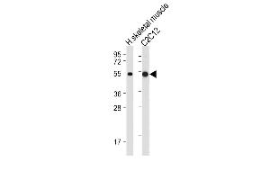 All lanes : Anti-SLC16A3 Antibody (C-term) at 1:2000 dilution Lane 1: Human skeletal muscle tissue lysate Lane 2: C2C12 whole cell lysate Lysates/proteins at 20 μg per lane. (SLC16A3 anticorps  (C-Term))