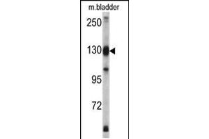 Western blot analysis of XPO1 antibody in mouse bladder tissue lysates (35ug/lane) (XPO1 anticorps  (C-Term))