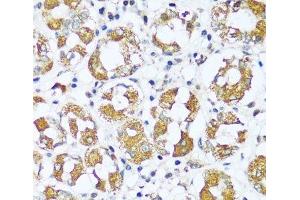 Immunohistochemistry of paraffin-embedded Human stomach using ATP5I Polyclonal Antibody at dilution of 1:100 (40x lens).