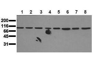 Western Blotting (WB) image for anti-Mitogen-Activated Protein Kinase 7 (MAPK7) (N-Term) antibody (ABIN126797) (MAPK7 anticorps  (N-Term))