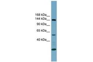Image no. 1 for anti-Integrin alpha-8 (ITGA8) (AA 251-300) antibody (ABIN6743372) (ITGA8 anticorps  (AA 251-300))