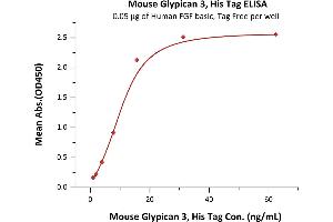 Immobilized Human FGF basic, Tag Free (ABIN2444057,ABIN2180650,ABIN2180649) at 0.