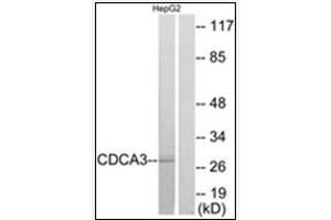 Western blot analysis of extracts from HepG2 cells, using CDCA3 Antibody . (CDCA3 anticorps  (C-Term))