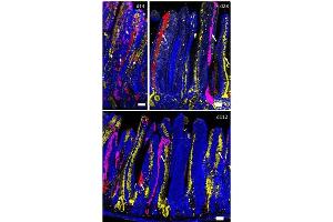 LGR5-rainbow lineage tracing.