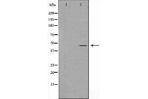 Western blot analysis of GORASP2 expression in HeLa cell extracts. (GORASP2 anticorps  (Internal Region))