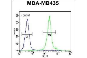 IL12B Antibody (C-term) (ABIN654420 and ABIN2844155) flow cytometric analysis of MDA-M cells (right histogram) compared to a negative control cell (left histogram). (IL12B anticorps  (C-Term))