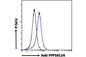 ABIN6391349 Flow cytometric analysis of paraformaldehyde fixed HEK293 cells (blue line), permeabilized with 0. (PPP1R12A anticorps  (C-Term))