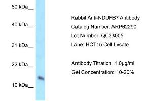 Western Blotting (WB) image for anti-NADH Dehydrogenase (Ubiquinone) 1 beta Subcomplex, 7, 18kDa (NDUFB7) (N-Term) antibody (ABIN2789101) (NDUFB7 anticorps  (N-Term))