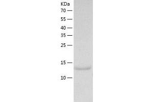 Western Blotting (WB) image for Ribosomal Protein L27a (RPL27A) (AA 2-148) protein (His tag) (ABIN7124885)