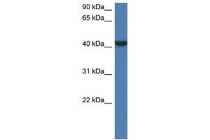 WB Suggested Anti-Fggy Antibody   Titration: 1. (FGGY anticorps  (N-Term))