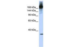 Image no. 1 for anti-PRP8 Pre-mRNA Processing Factor 8 (PRPF8) (AA 360-409) antibody (ABIN6742997) (PRPF8 anticorps  (AA 360-409))