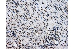 Immunohistochemical staining of paraffin-embedded Kidney tissue using anti-GRIPAP1mouse monoclonal antibody. (GRIPAP1 anticorps)