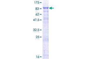 Image no. 1 for Galactosylceramidase (GALC) (AA 1-669) protein (GST tag) (ABIN1354706)