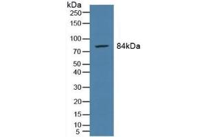 Detection of PMSA in Rat Prostate Gland Tissue using Polyclonal Antibody to Prostate-specific Membrane Antigen (PMSA) (PSMA anticorps  (AA 274-587))
