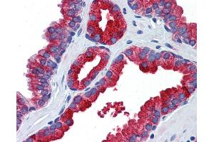 Anti-Klotho antibody IHC of human prostate. (Klotho anticorps  (AA 720-769))