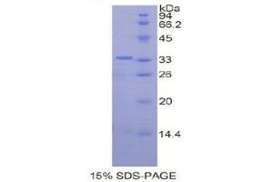 SDS-PAGE (SDS) image for Protein Disulfide Isomerase Family A, Member 6 (PDIA6) (AA 20-440) protein (His tag) (ABIN3209945)