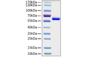 Recombinant 2019-nCoV Spike RBD Protein was determined by SDS-PAGE with Coomassie Blue, showing a band at 60 kDa. (SARS-CoV-2 Spike S1 Protein (RBD) (mFc Tag))