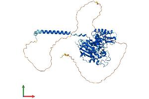AlphaFold protein structure predicition of Human Recombinant SLC3A2 Protein, UniprotID P08195