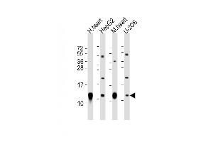 All lanes : Anti-COX6C Antibody (C-Term) at 1:2000 dilution Lane 1: human heart lysate Lane 2: HepG2 whole cell lysate Lane 3: mouse heart lysate Lane 4: U-2OS whole cell lysate Lysates/proteins at 20 μg per lane. (COX6C anticorps  (AA 34-67))