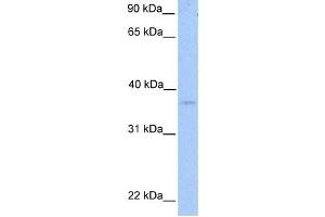Western Blotting (WB) image for anti-NIPA-Like Domain Containing 2 (NIPAL2) antibody (ABIN2459341) (NIPAL2 anticorps)