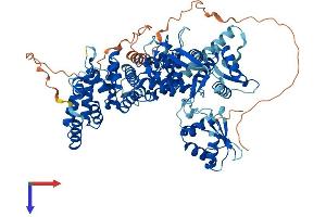 AlphaFold protein structure predicition of Mouse Recombinant Hectd2 Protein, UniprotID Q8CDU6