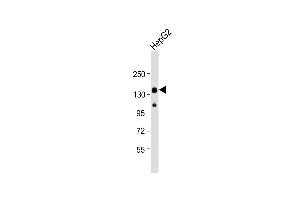 Anti-LRRC Antibody (C-Term) at 1:2000 dilution + HepG2 whole cell lysate Lysates/proteins at 20 μg per lane. (LRPPRC anticorps  (AA 1203-1236))