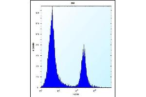 CBR3 Antibody (C-term) (ABIN656808 and ABIN2846022) flow cytometric analysis of 293 cells (right histogram) compared to a negative control cell (left histogram).