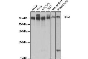 Western blot analysis of extracts of various cell lines using FLNA Polyclonal Antibody at dilution of 1:1000. (Filamin A anticorps)