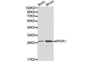 Western Blotting (WB) image for anti-Apolipoprotein A-I (APOA1) (AA 20-267) antibody (ABIN3021495) (APOA1 anticorps  (AA 20-267))